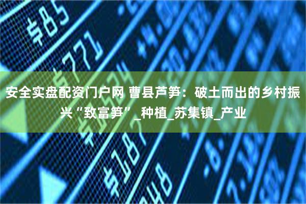 安全实盘配资门户网 曹县芦笋：破土而出的乡村振兴“致富笋”_种植_苏集镇_产业