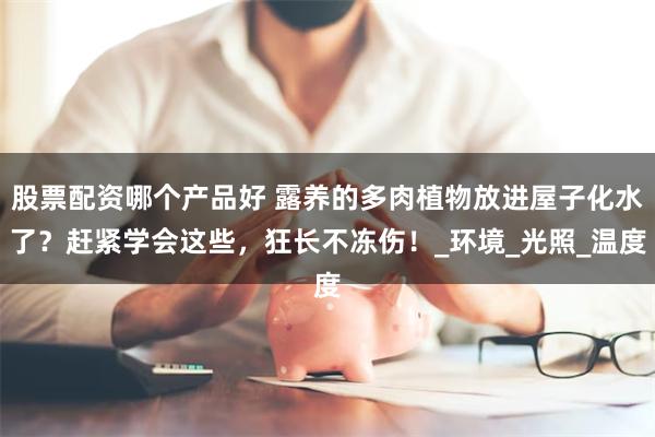 股票配资哪个产品好 露养的多肉植物放进屋子化水了？赶紧学会这些，狂长不冻伤！_环境_光照_温度